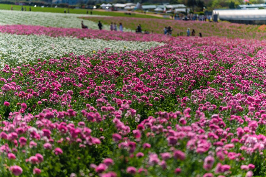 Ranunculus fields from the rise