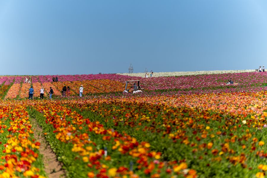 Ranunculus fields, full sweep