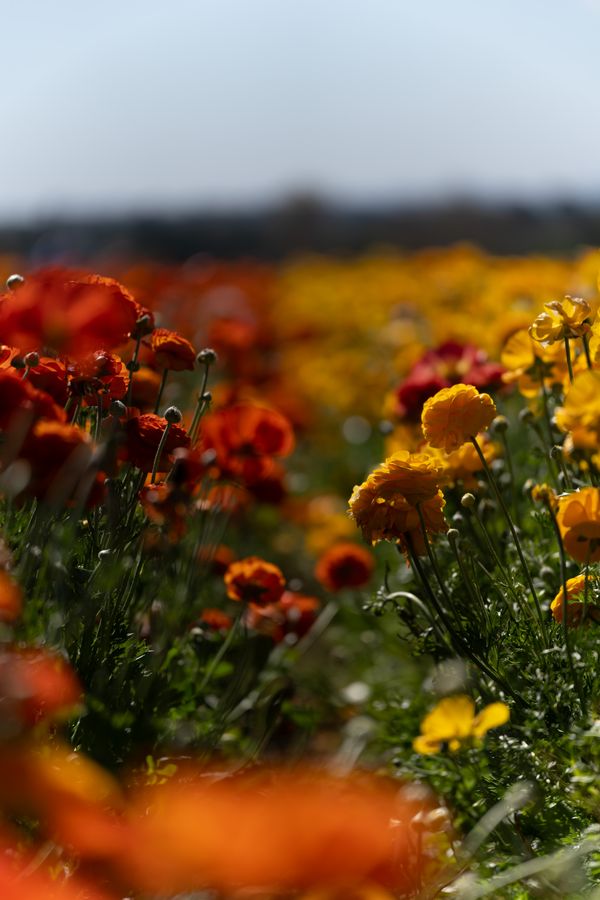 Ranunculus fields