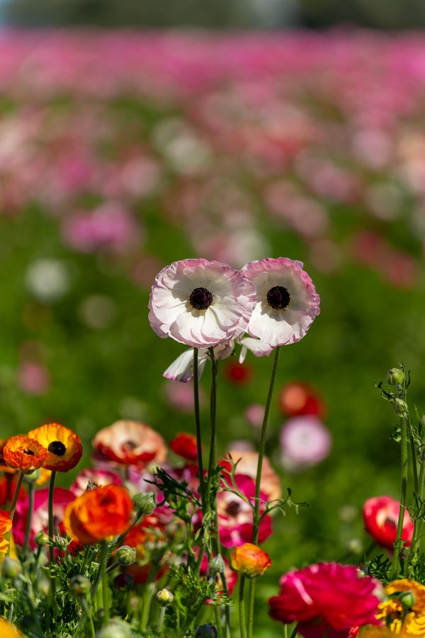 Ranunculus, paired