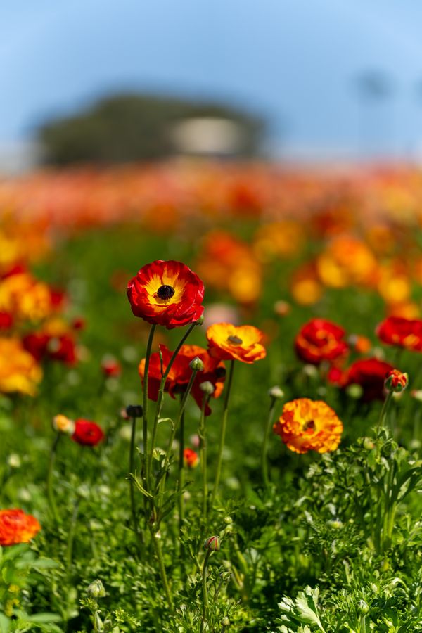 Ranunculus, red and yellow