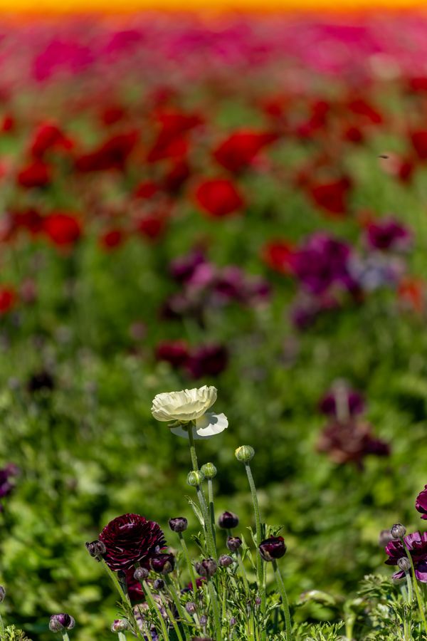 Ranunculus
