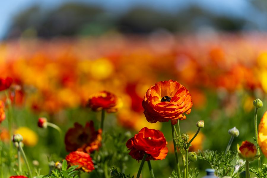 Ranunculus with a bee