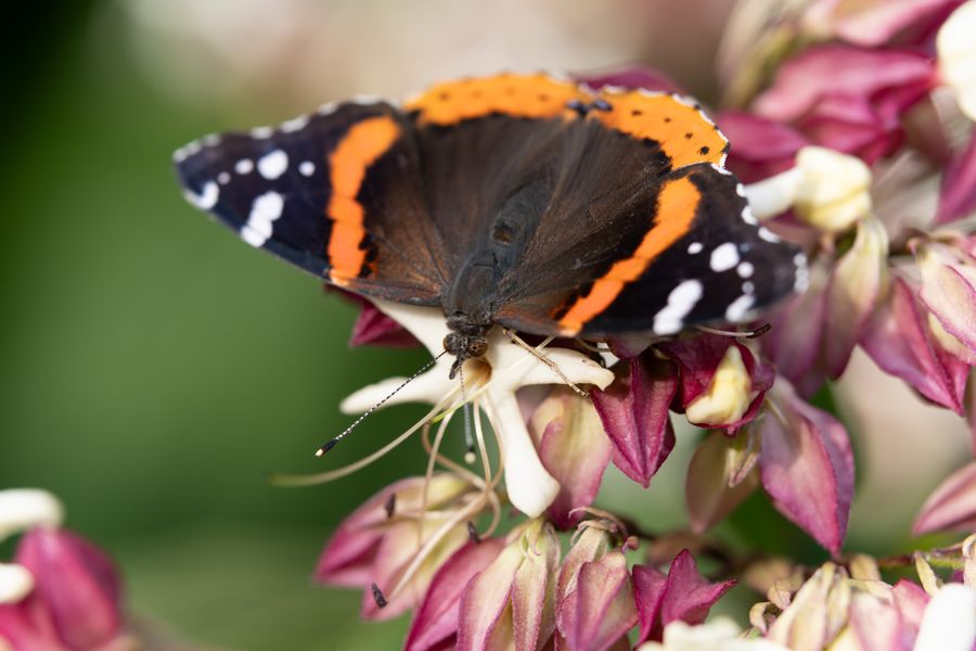 Red Admiral on honeysuckle