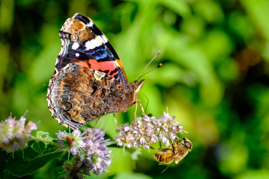 Red Admiral on wild mint
