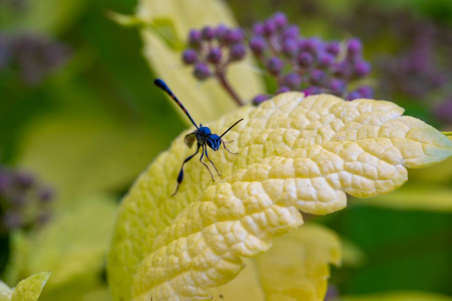Red-banded Sand Wasp