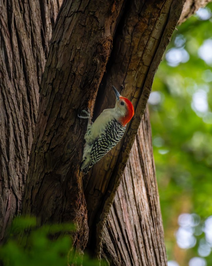 Red-bellied Woodpecker