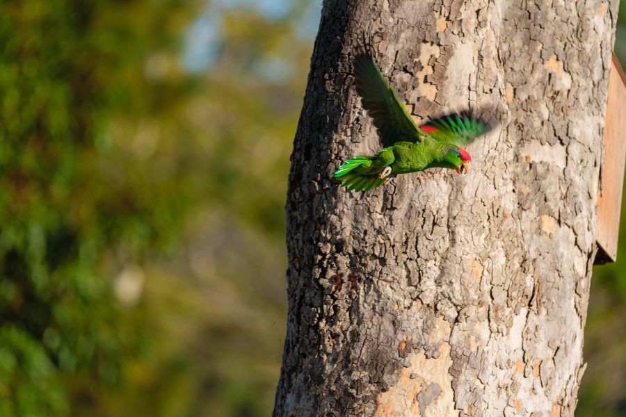 Red-crowned Parrot in flight