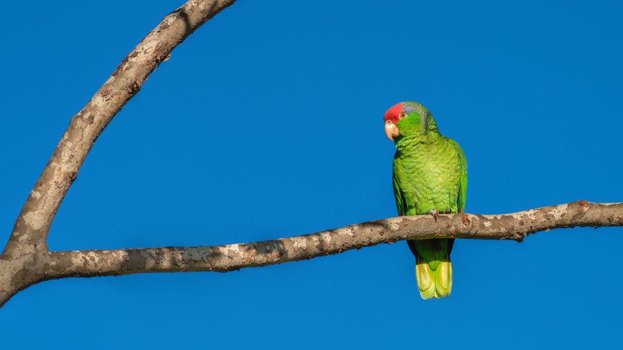 Red-crowned Parrot