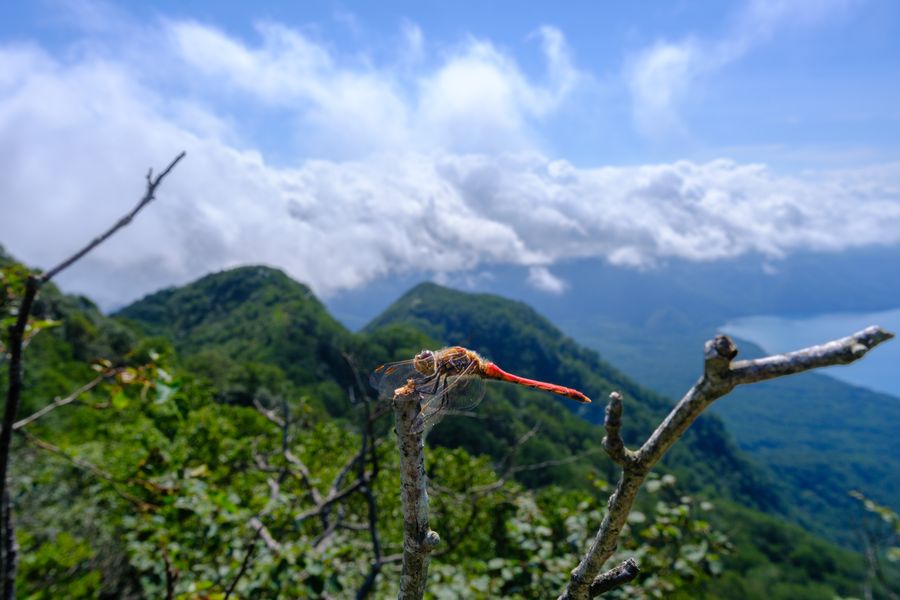 Red dragonfly on a ridge