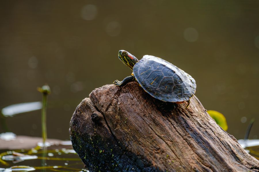 Red-eared Slider