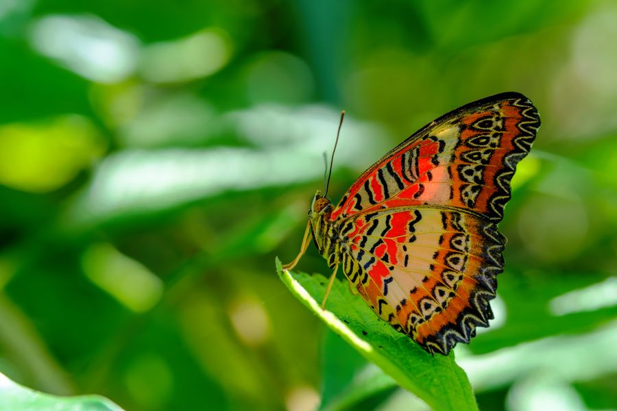 Red Lacewing