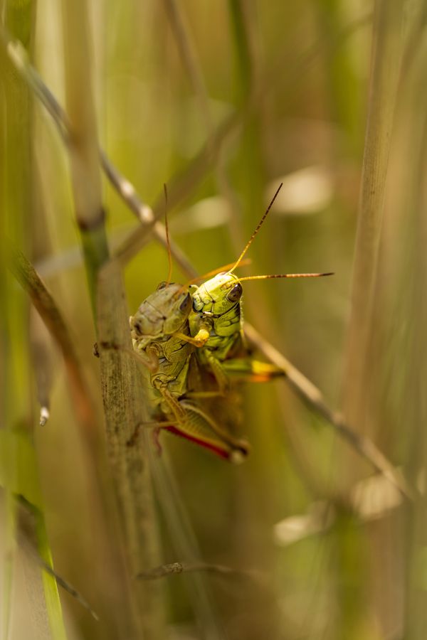 Red-legged Grasshopper