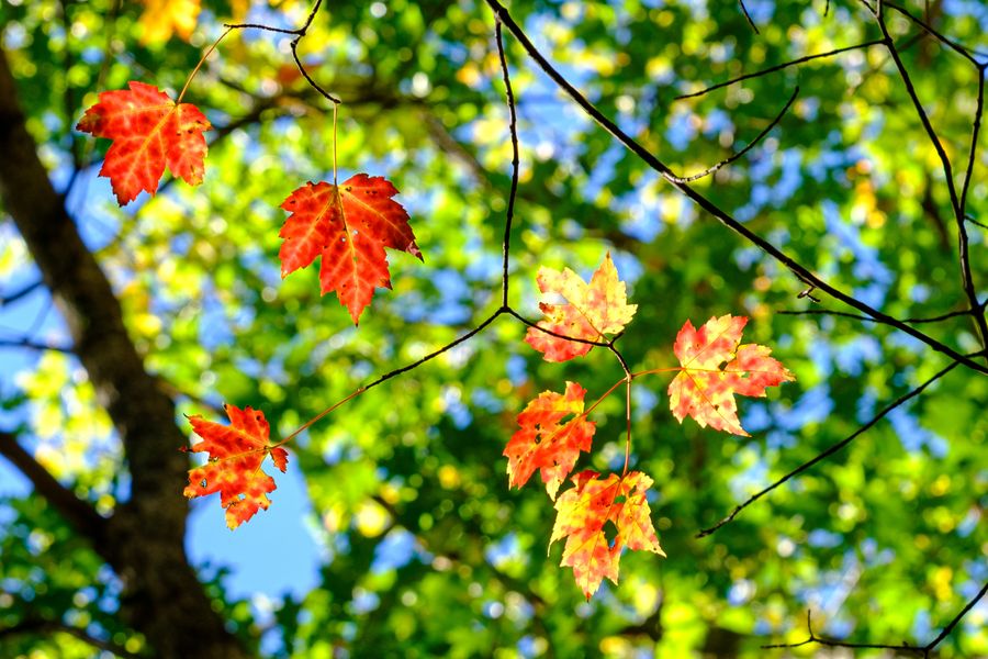 Red maple