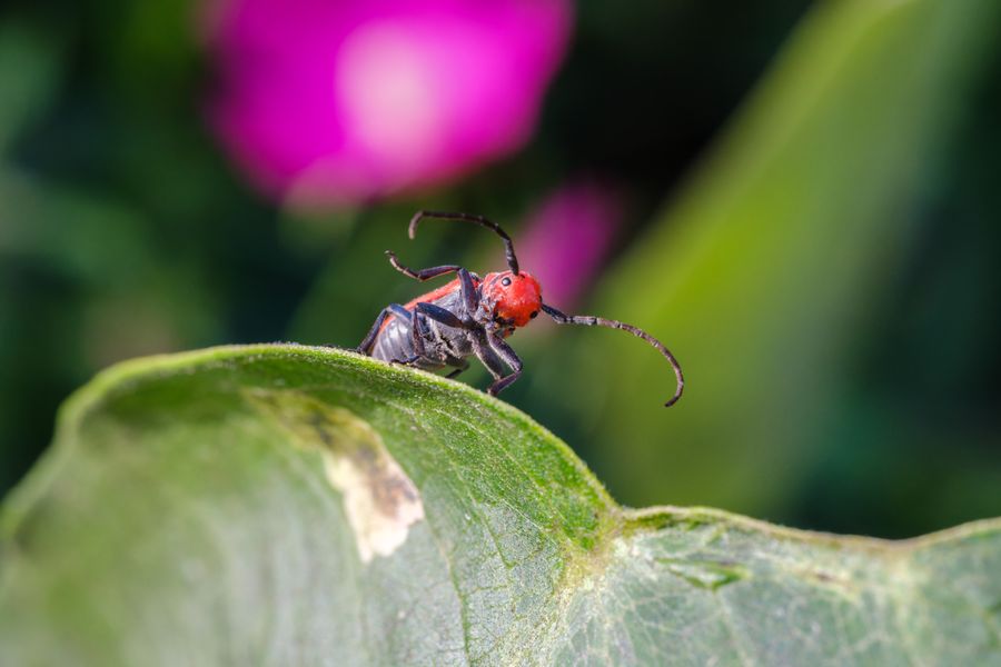 Red Milkweed Beetle