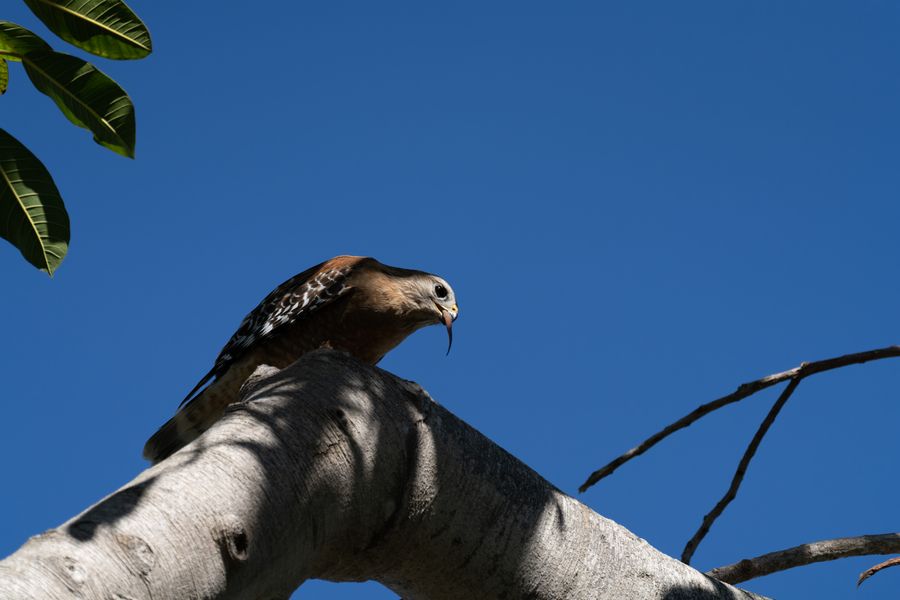 Red-shouldered Hawk feeding
