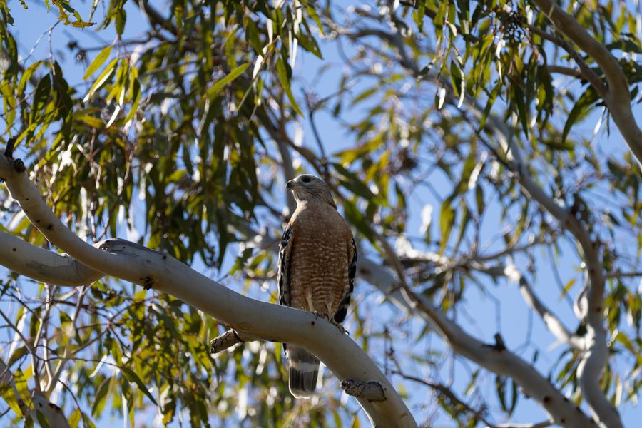 Red-shouldered Hawk in eucalyptus