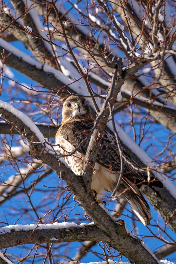 Red-shouldered Hawk
