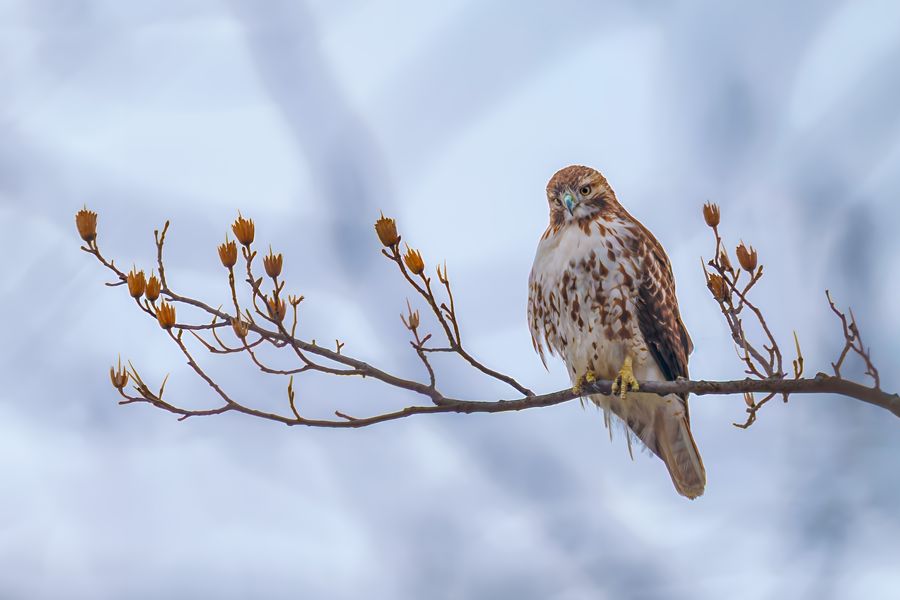 Red-tailed Hawk, immature
