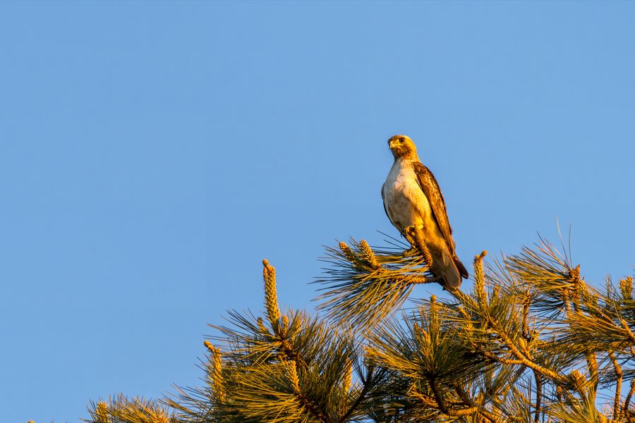 Red-tailed Hawk, juvenile, at sunset