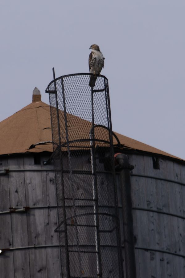 Red-tailed Hawk on a water tower