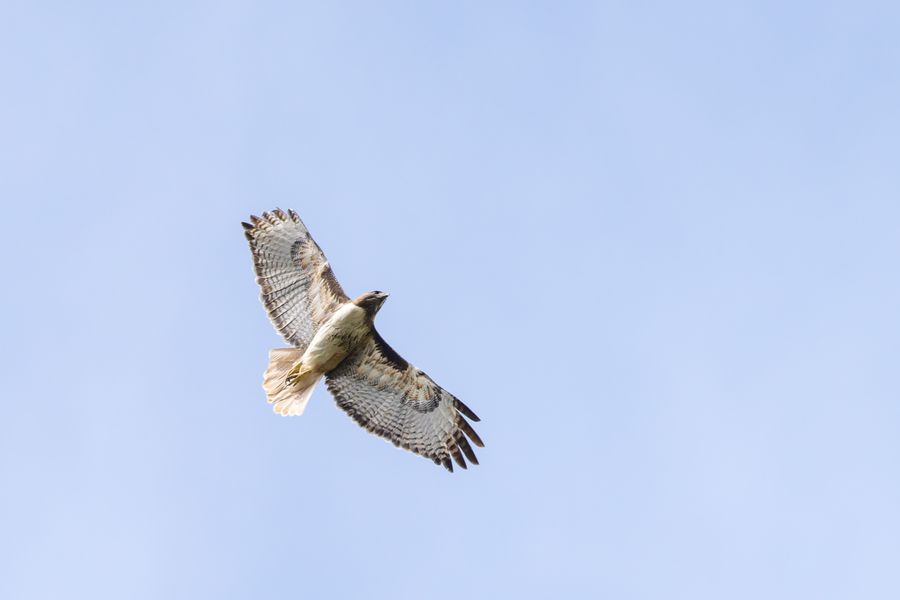 Red-tailed Hawk