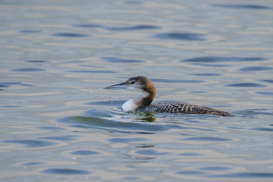 Red-throated Diver