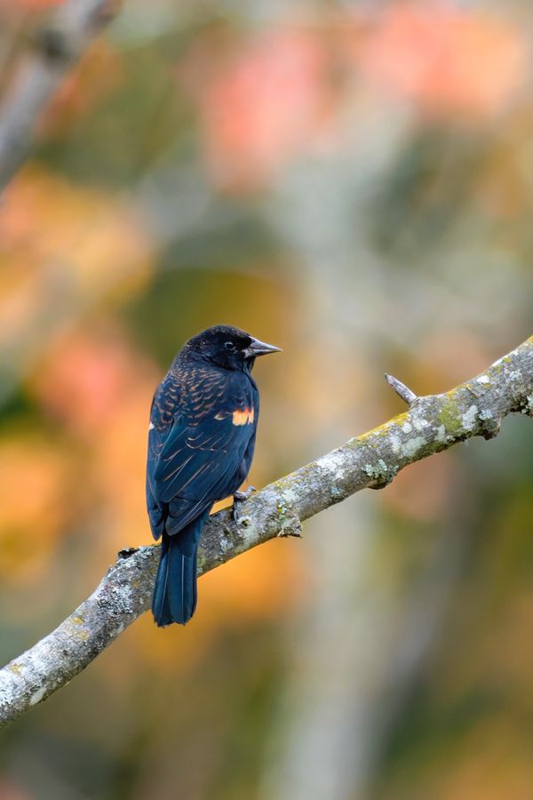 Red-winged Blackbird, autumn male