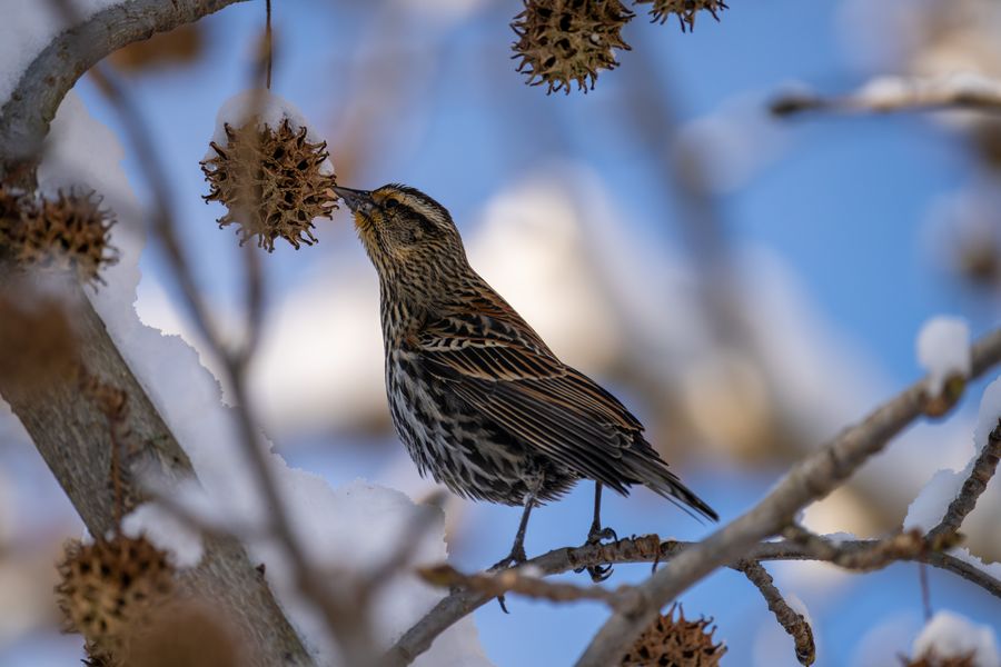 Red-winged Blackbird, female