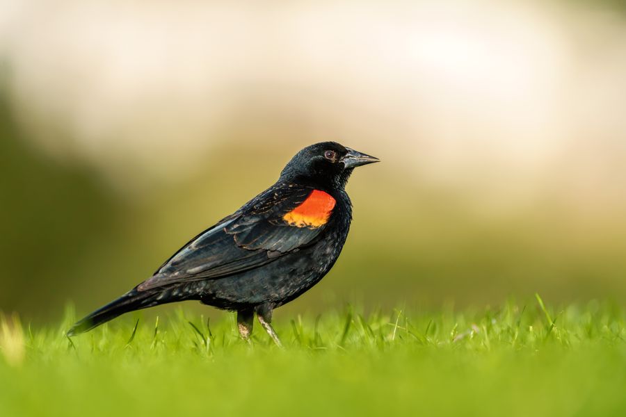 Red-winged Blackbird, male