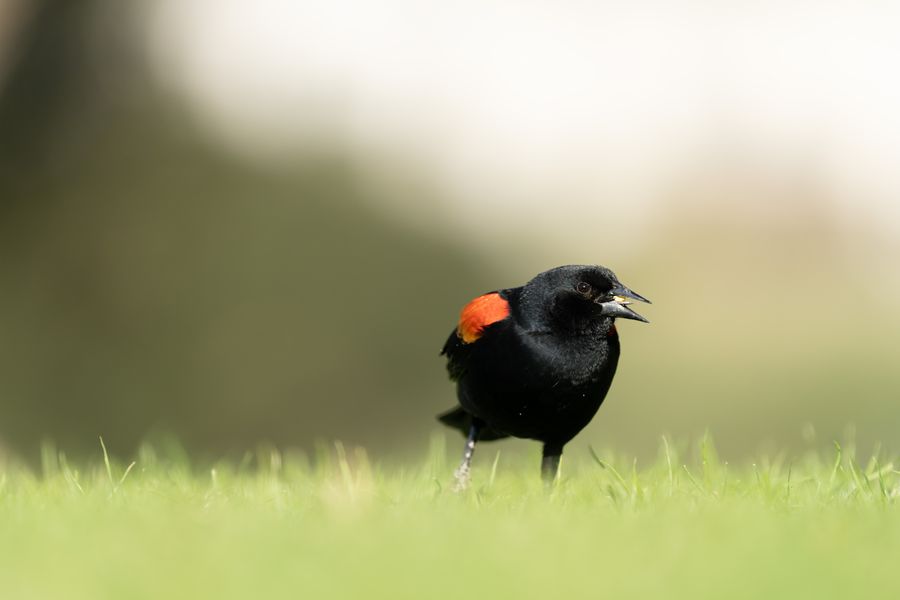 Red-winged Blackbird, male