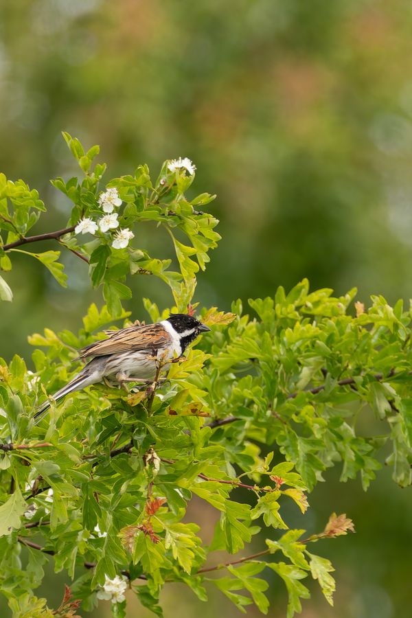 Reed Bunting in hawthorn