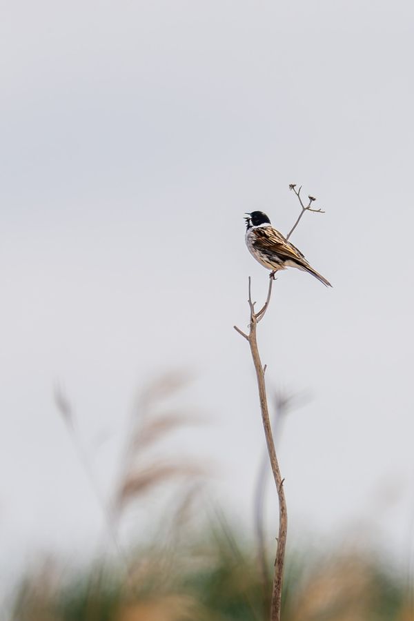 Reed Bunting, singing
