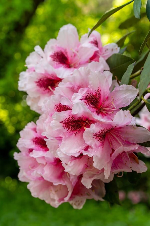 Rhododendron in bloom