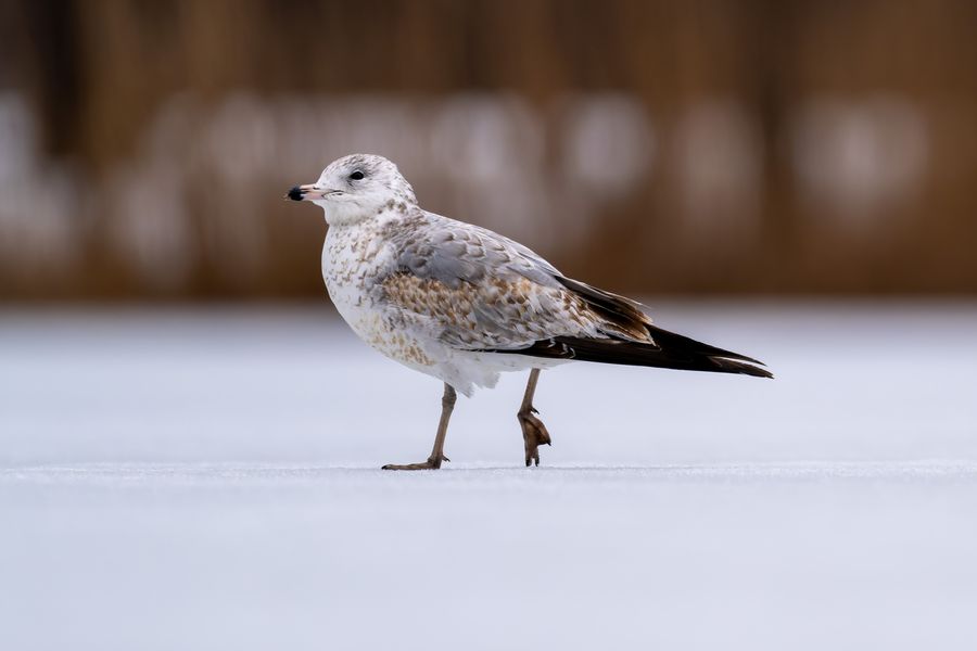 Ring-billed Gull, first-winter