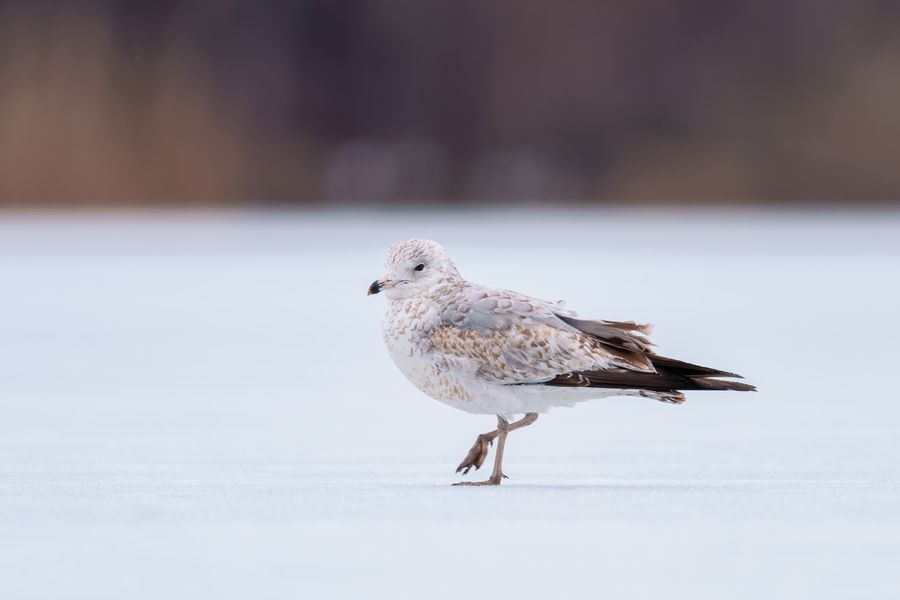 Ring-billed Gull, first-winter