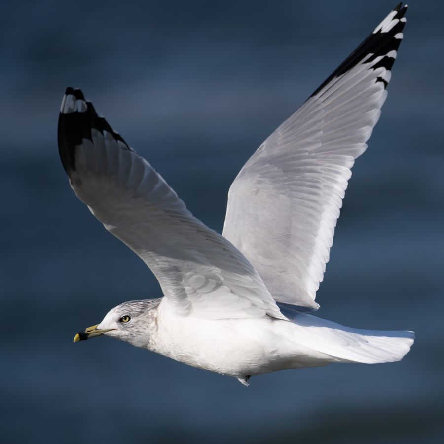 Ring-billed Gull in flight