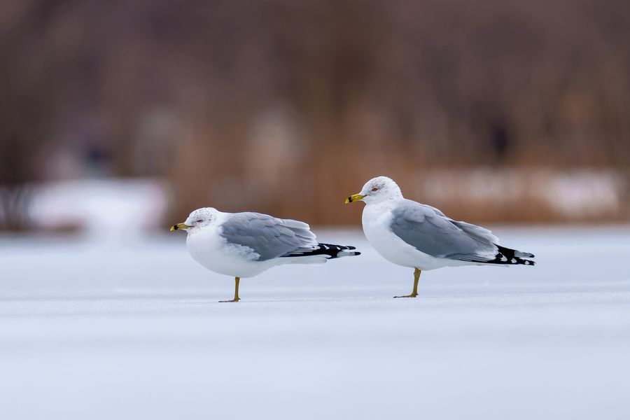 Ring-billed Gulls, adults