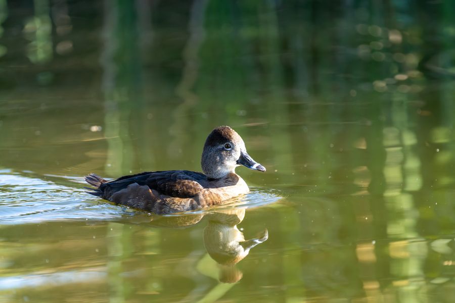 Ring-necked Duck, female