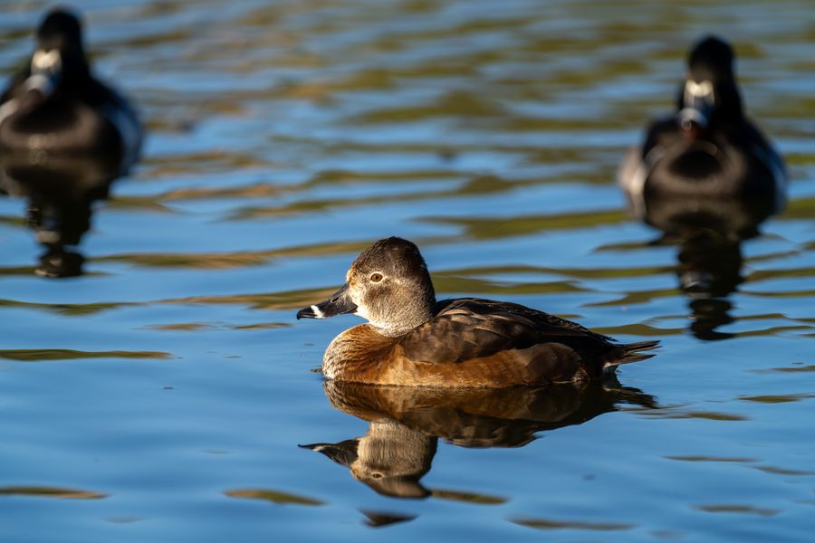 Ring-necked Duck, female