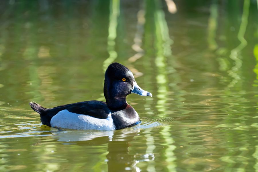 Ring-necked Duck, male