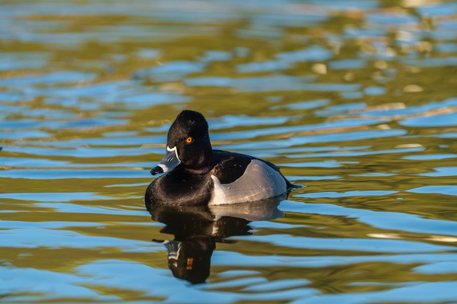 Ring-necked Duck, male