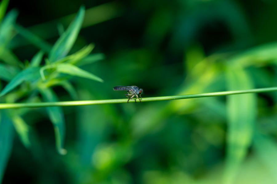Robber fly