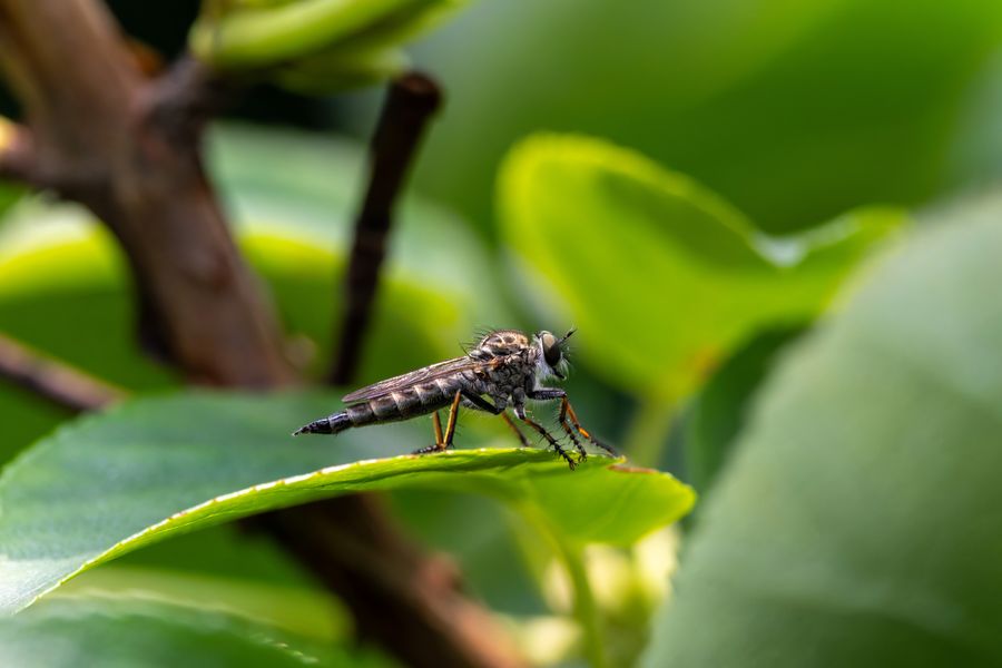 Robber fly