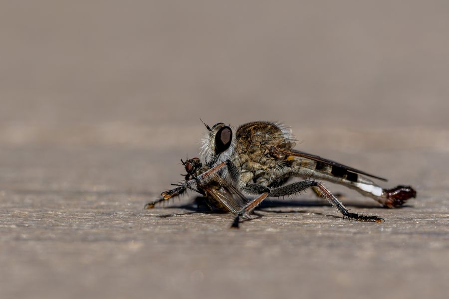 Robber fly with prey
