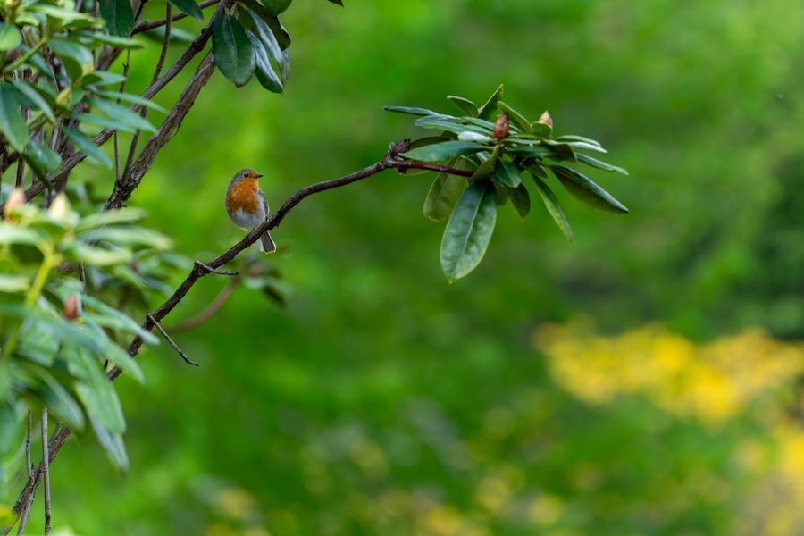 Robin among the rhododendrons