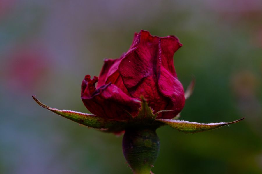 Rose past its best