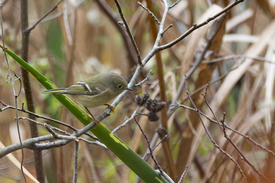 Ruby-crowned Kinglet