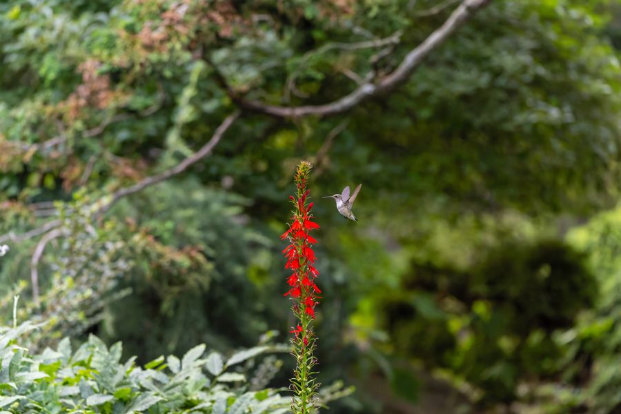 Ruby-throated Hummingbird at cardinal flower