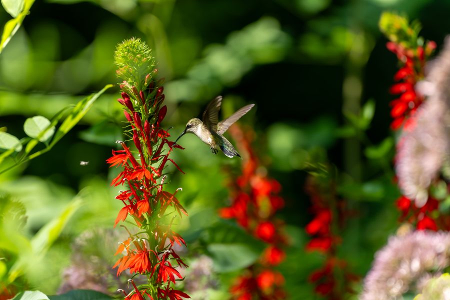 Ruby-throated Hummingbird at Cardinal Flower